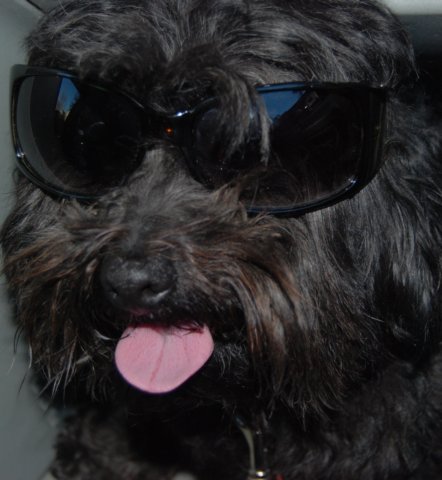 coolpup.jpg