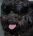 coolpup_small.jpg