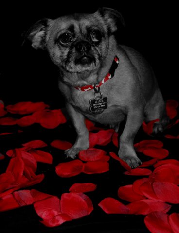 petalpooch.jpg