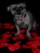 petalpooch_small.jpg