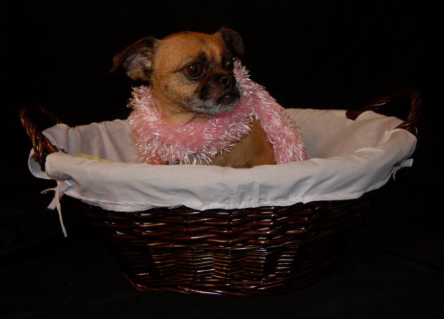 puppyinabasket.jpg