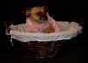 puppyinabasket_small.jpg