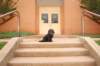 schooldogdaze_small.jpg